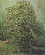 Chestnut Tree in Blosson (nn04)